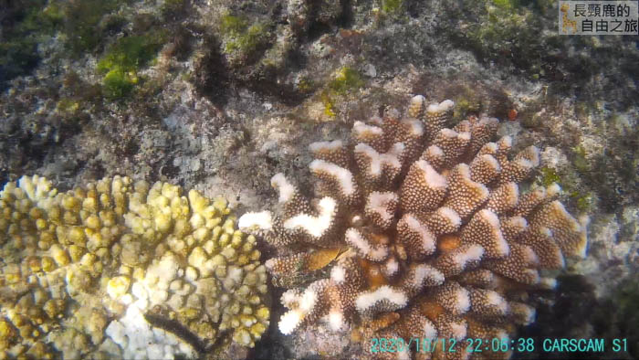 [遊記] 小琉球花瓶岩美人洞 浮潛 超大海龜 珊瑚 海膽 - 長頸鹿的自由之旅｜旅遊紀錄 心得推薦 露營/浮潛/登山