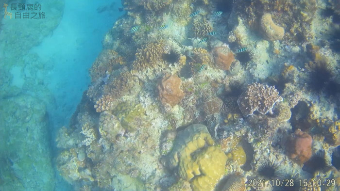 [遊記] 小琉球花瓶岩美人洞 浮潛 超大海龜 珊瑚 海膽 - 長頸鹿的自由之旅｜旅遊紀錄 心得推薦 露營/浮潛/登山