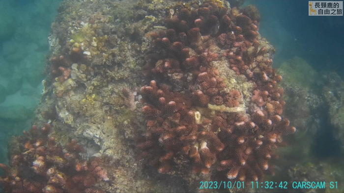 [遊記] 墾丁浮潛 後壁湖出水口-左側海域 - 長頸鹿的自由之旅｜旅遊紀錄 心得推薦 露營/浮潛/登山