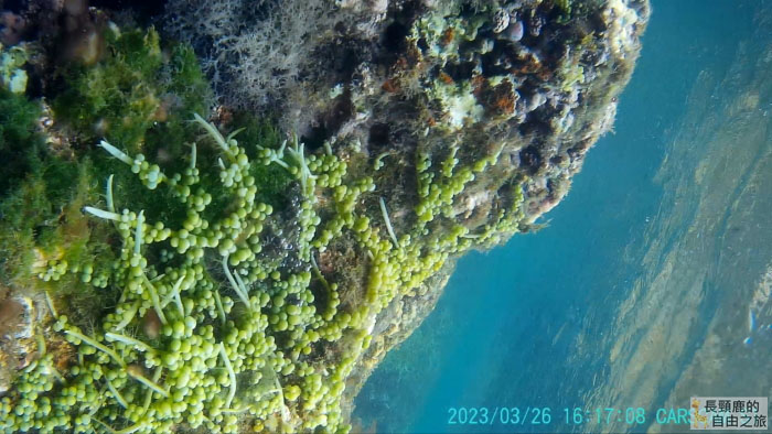 [遊記] 墾丁浮潛 後壁湖出水口-右側海灣 超大海龜 - 長頸鹿的自由之旅｜旅遊紀錄 心得推薦 露營/浮潛/登山