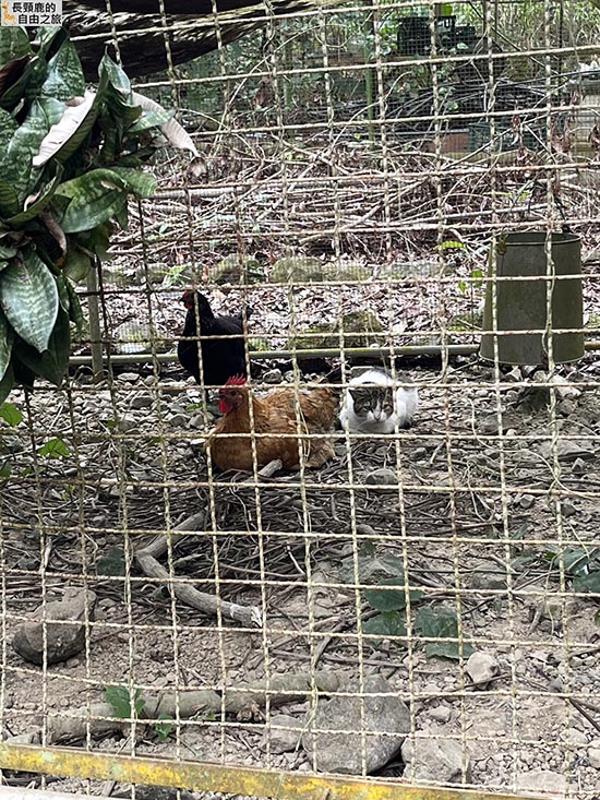 [露營] 美濃森林星光小屋 露營 溪流 泰式料理 - 長頸鹿的自由之旅｜旅遊紀錄 心得推薦 露營/浮潛/登山