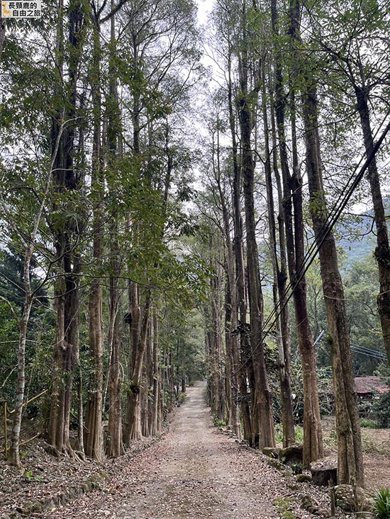 [露營] 美濃森林星光小屋 露營 溪流 泰式料理 - 長頸鹿的自由之旅｜旅遊紀錄 心得推薦 露營/浮潛/登山