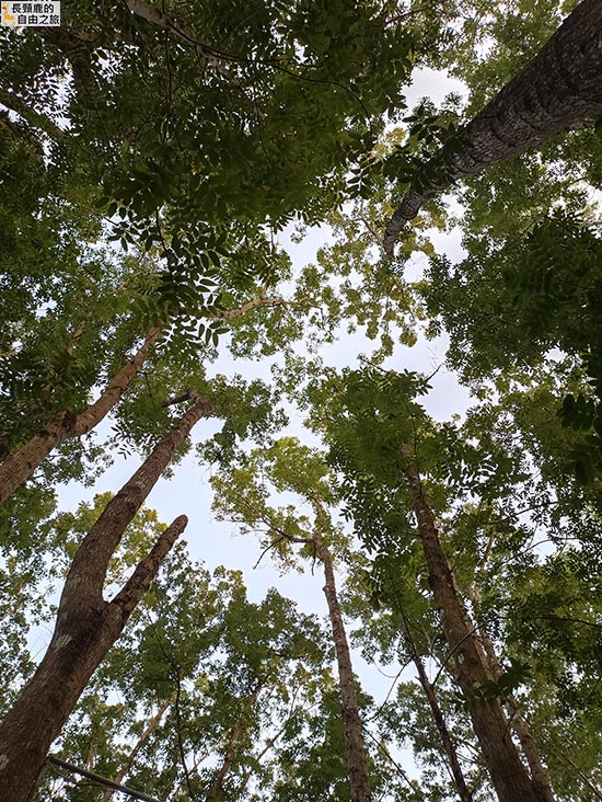 [露營] 美濃森林星光小屋 露營 溪流 泰式料理 - 長頸鹿的自由之旅｜旅遊紀錄 心得推薦 露營/浮潛/登山