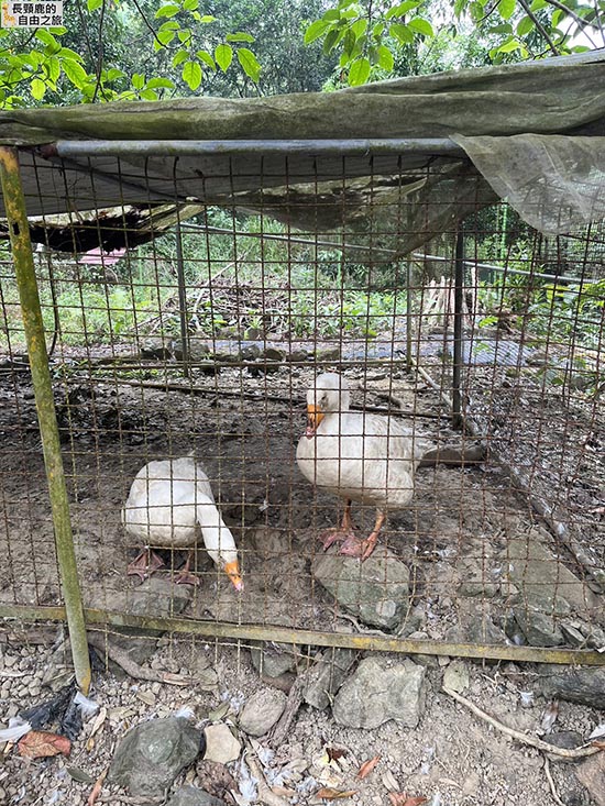 [露營] 美濃森林星光小屋 露營 溪流 泰式料理 - 長頸鹿的自由之旅｜旅遊紀錄 心得推薦 露營/浮潛/登山