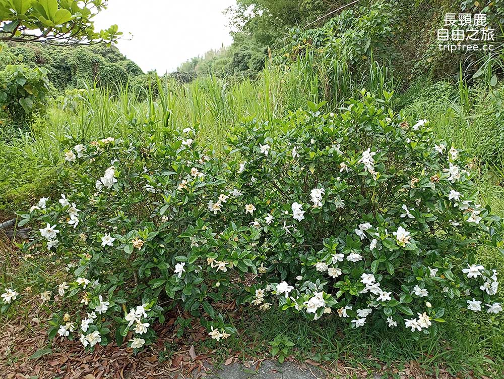 [露營] 大樂露營區 花園農場 生態池 溪流 - 長頸鹿的自由之旅｜旅遊紀錄 心得推薦 露營/浮潛/登山