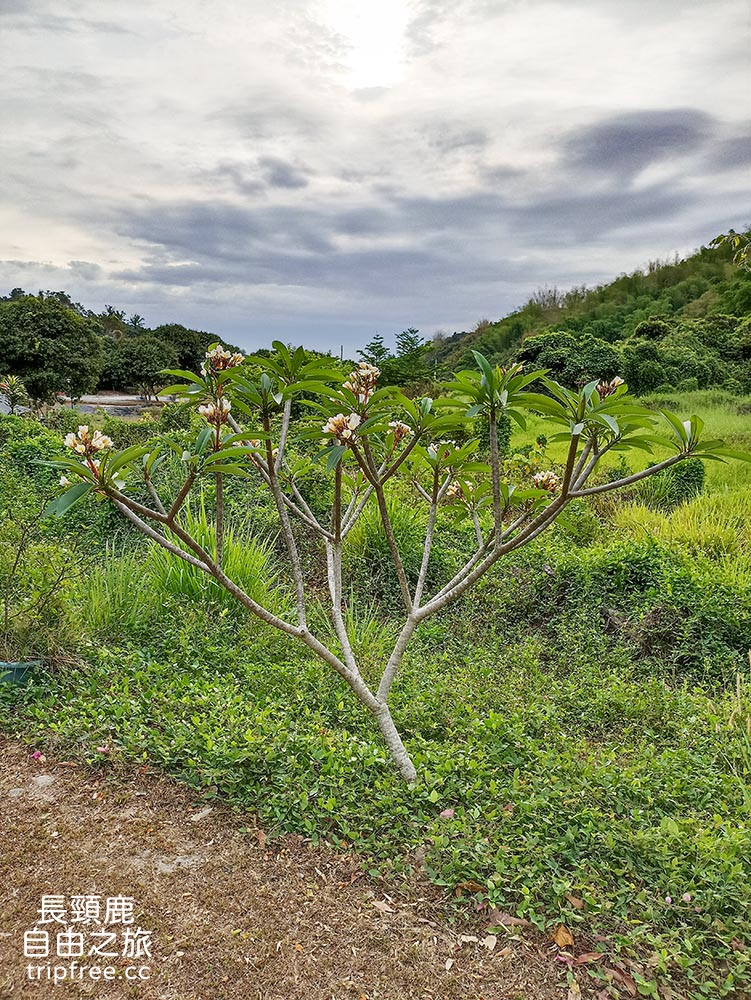 [露營] 大樂露營區 花園農場 生態池 溪流 - 長頸鹿的自由之旅｜旅遊紀錄 心得推薦 露營/浮潛/登山