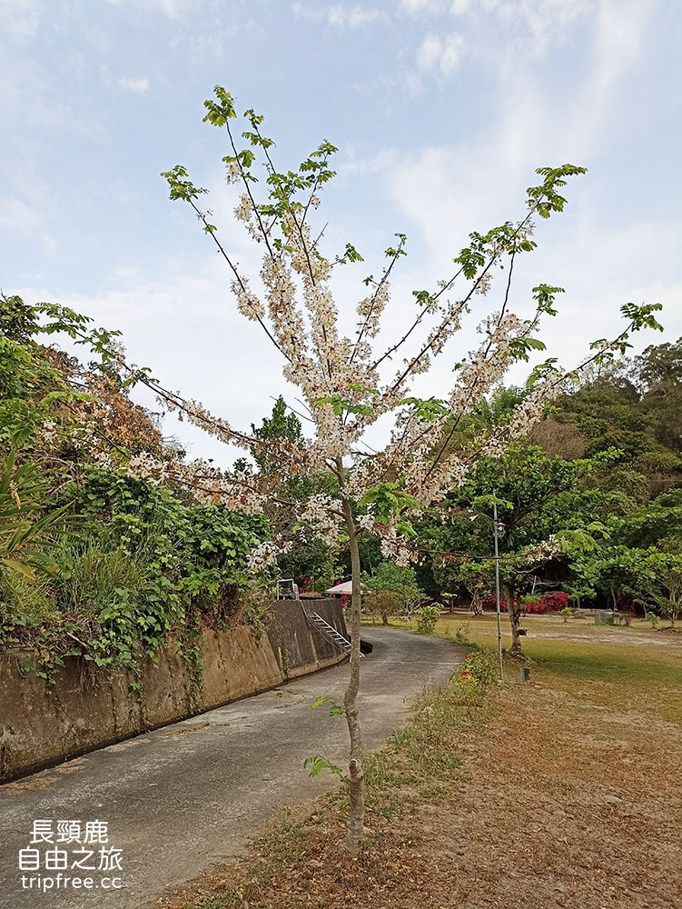 [露營] 大樂露營區 花園農場 生態池 溪流 - 長頸鹿的自由之旅｜旅遊紀錄 心得推薦 露營/浮潛/登山