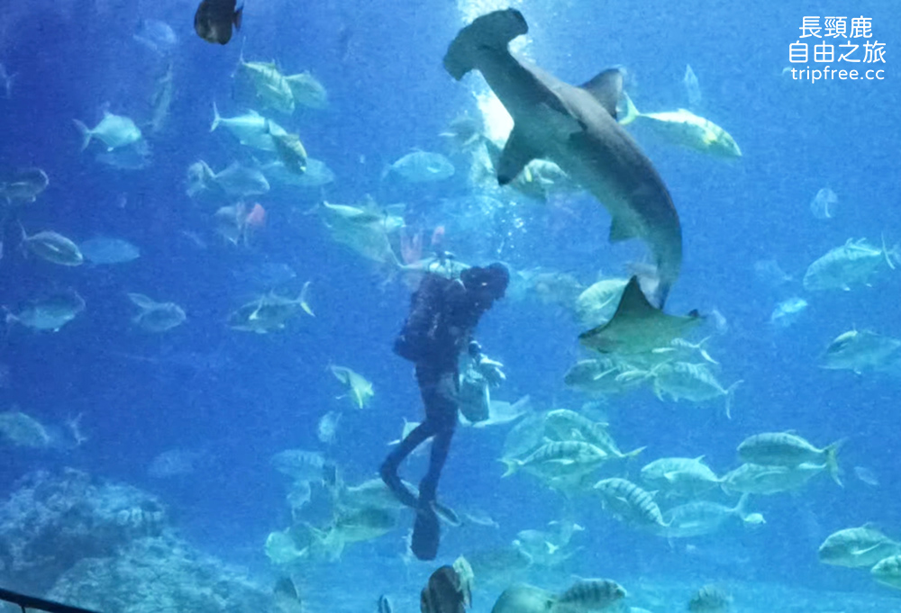 [遊記] 屏東海洋生物博物館 餵食秀 鯊魚 超大魟魚 水母 花園鰻 白點河魨 - 長頸鹿的自由之旅｜旅遊紀錄 心得推薦 露營/浮潛/登山