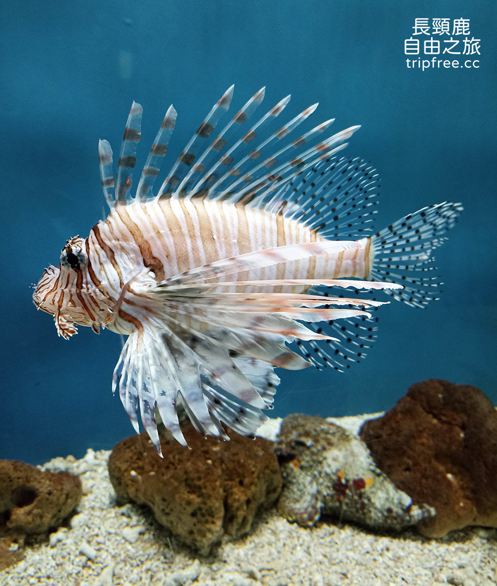 [遊記] 屏東海洋生物博物館 餵食秀 鯊魚 超大魟魚 水母 花園鰻 白點河魨 - 長頸鹿的自由之旅｜旅遊紀錄 心得推薦 露營/浮潛/登山