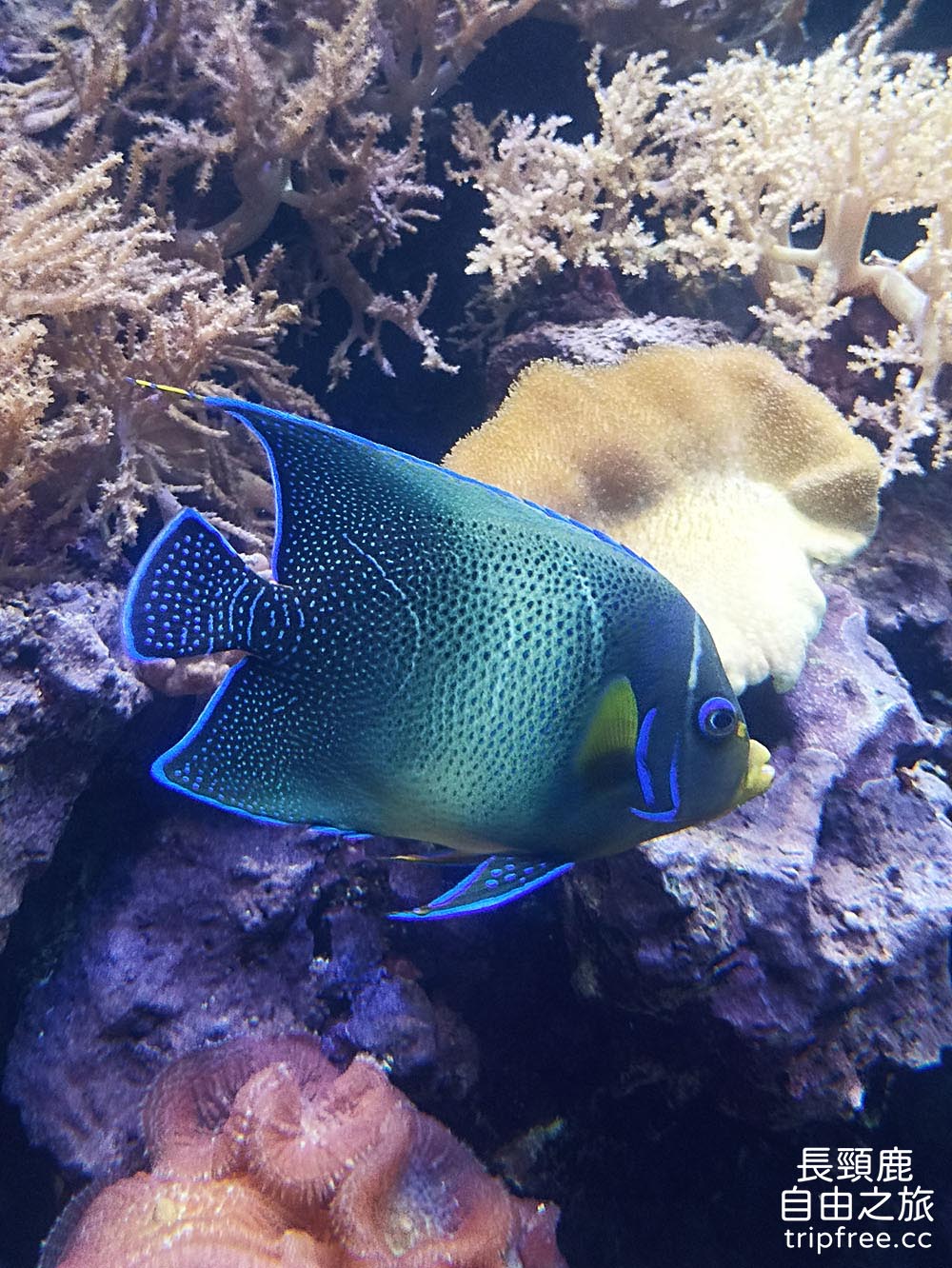 [遊記] 屏東海洋生物博物館 餵食秀 鯊魚 超大魟魚 水母 花園鰻 白點河魨 - 長頸鹿的自由之旅｜旅遊紀錄 心得推薦 露營/浮潛/登山