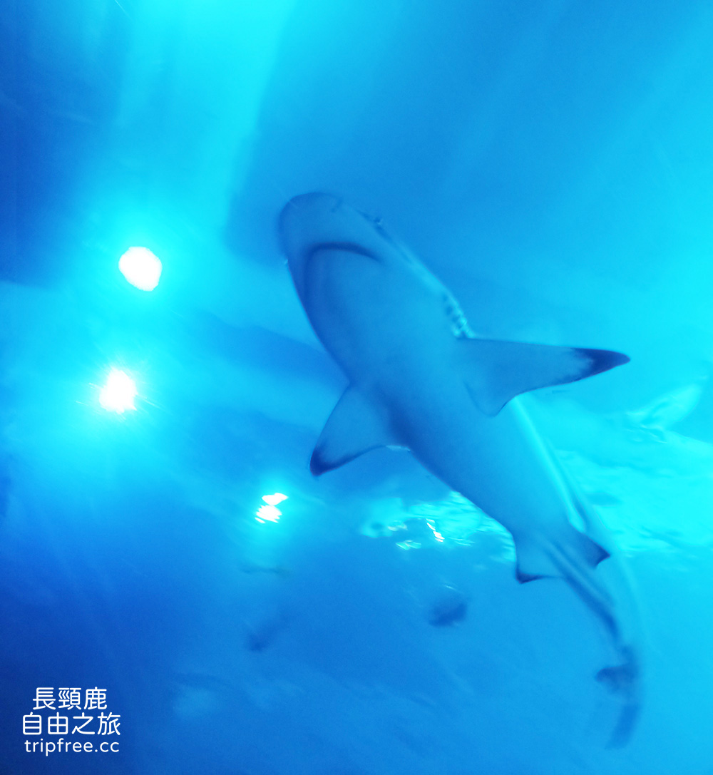 [遊記] 屏東海洋生物博物館 餵食秀 鯊魚 超大魟魚 水母 花園鰻 白點河魨 - 長頸鹿的自由之旅｜旅遊紀錄 心得推薦 露營/浮潛/登山