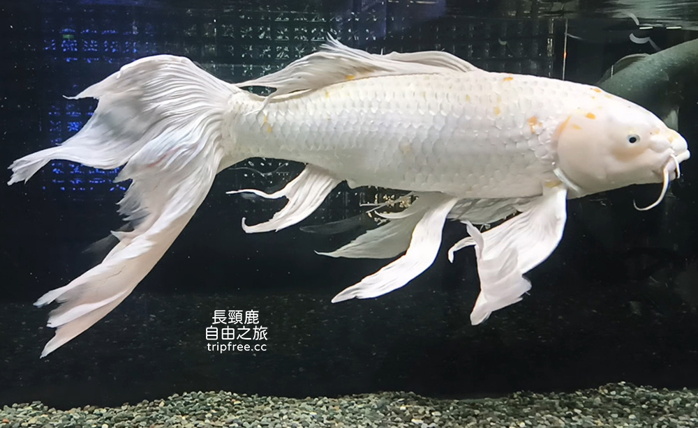 [遊記] 屏東農業科技園區觀賞水族 白金龍鳳錦鯉 西伯利亞鱘 駝背鱸 氣泡珊瑚 - 長頸鹿的自由之旅｜旅遊紀錄 心得推薦 露營/浮潛/登山