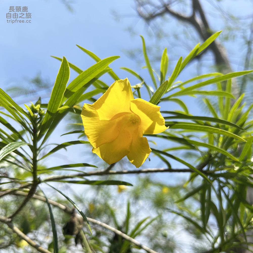 [登山] 大社觀音山風景區 百萬視野 美食小吃 小百岳 - 長頸鹿的自由之旅｜旅遊紀錄 心得推薦 露營/浮潛/登山