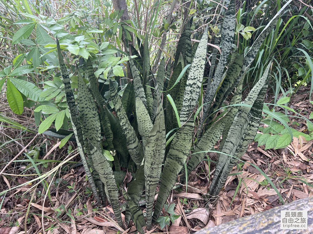 [登山] 大社觀音山風景區 百萬視野 美食小吃 小百岳 - 長頸鹿的自由之旅｜旅遊紀錄 心得推薦 露營/浮潛/登山