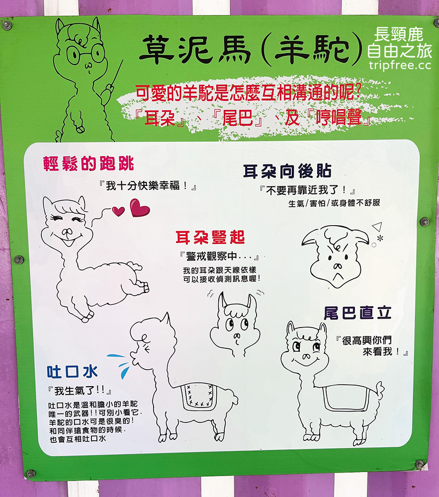 [遊記] 鹿境梅花鹿生態園區 墾草趣 水豚 羊駝草泥馬 浣熊 努比亞羊 駿馬 貓咪 - 長頸鹿的自由之旅｜旅遊紀錄 心得推薦 露營/浮潛/登山