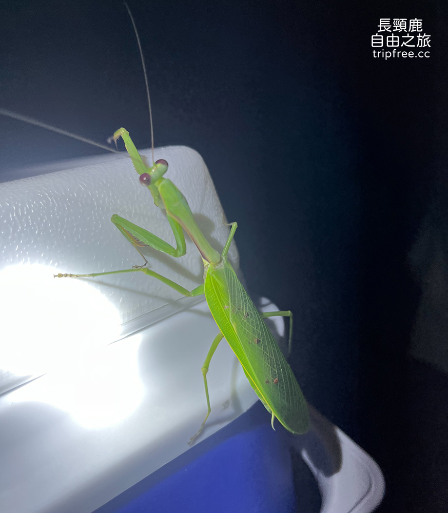 [露營] 大漢山森林療癒農場 百萬夜景/海景/山景 中海拔500公尺 - 長頸鹿的自由之旅｜旅遊紀錄 心得推薦 露營/浮潛/登山
