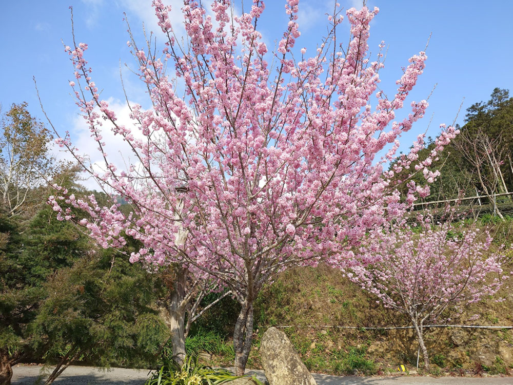 [露營] 杉緣星空露營區 櫻花 茶園 中海拔1200公尺 - 長頸鹿的自由之旅｜旅遊紀錄 心得推薦 露營/浮潛/登山