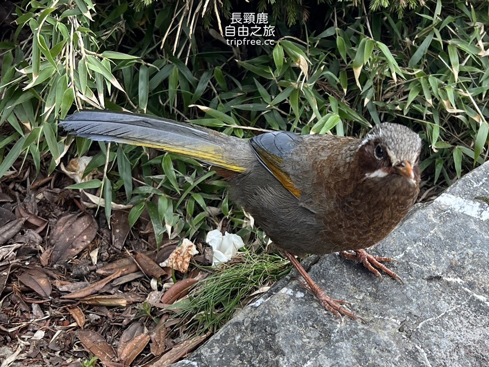 [登山] 合歡東峰 玉山杜鵑盛開 入門百岳 海拔3421公尺 - 長頸鹿的自由之旅｜旅遊紀錄 心得推薦 露營/浮潛/登山