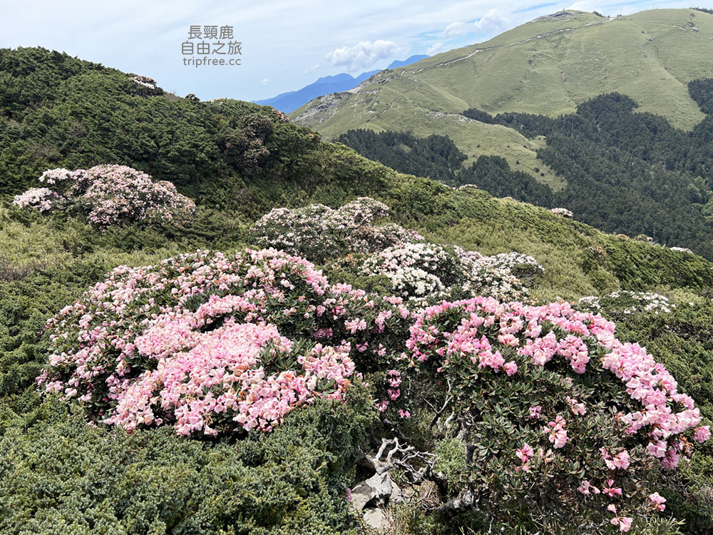 [登山] 合歡東峰 玉山杜鵑盛開 入門百岳 海拔3421公尺